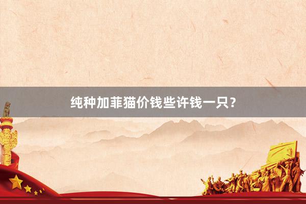 纯种加菲猫价钱些许钱一只?